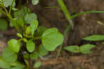 Roadside bittercress